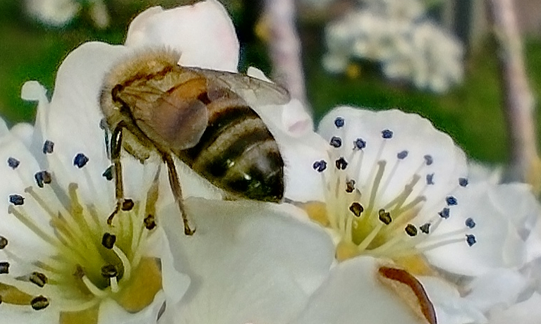 The island of Ireland has its own unique subspecies of honey bee