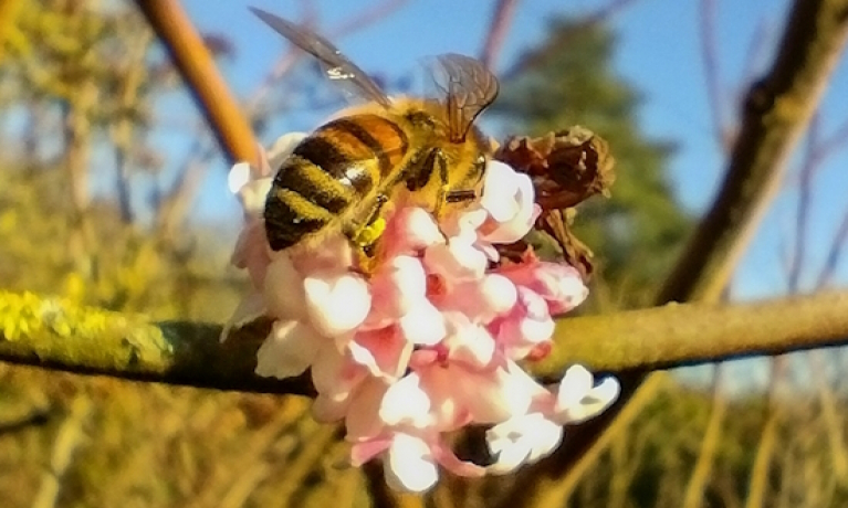 Mite threatening bee populations advances toward Netherlands, researchers warn
