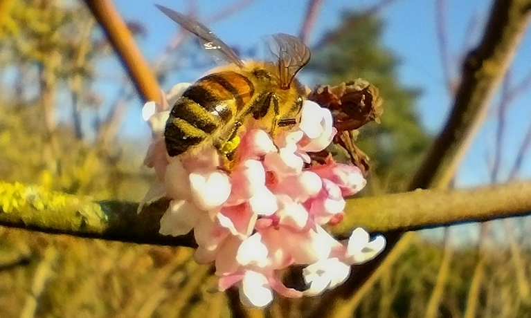Hobby beekeepers urged to check for varroa mite as more than 1,000 ACT beehives destroyed (Australia)