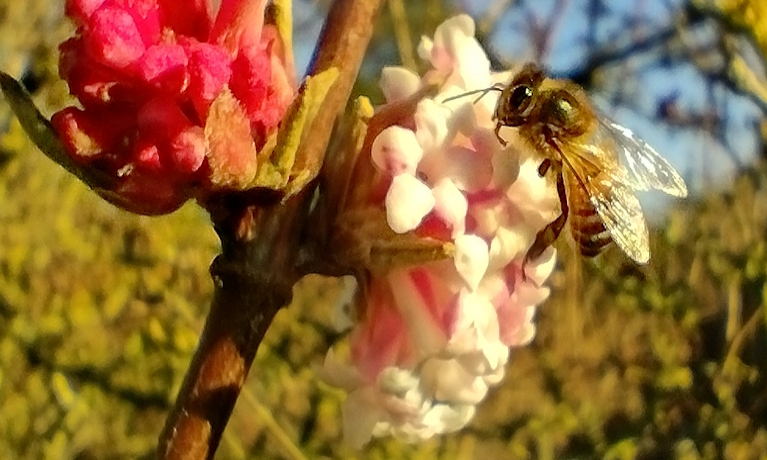 Beekeeping helps me clear my mind and get better headspace (Shropshire)