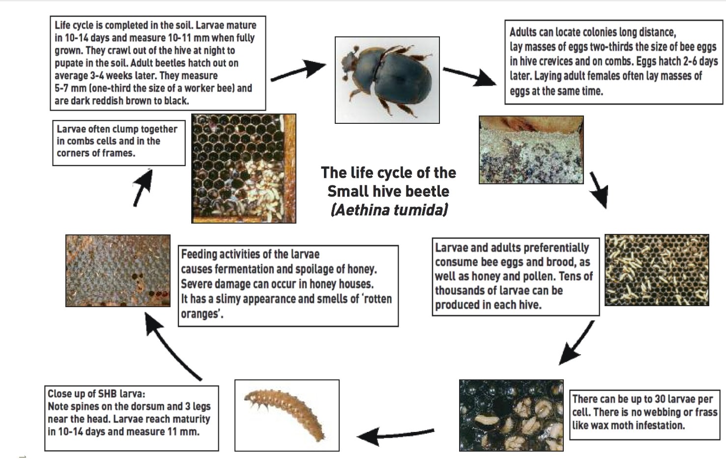 Small Hive Beetle Life Cycle